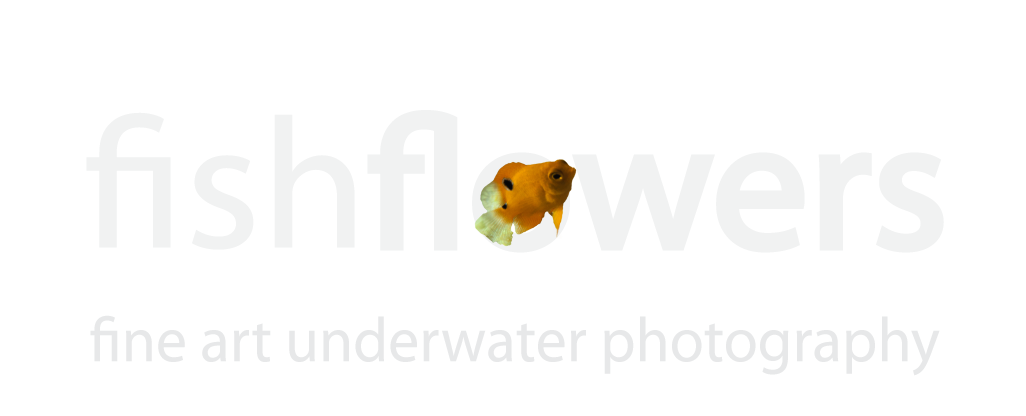 fishflowers | fine art underwater photography