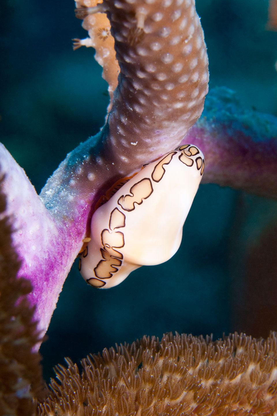 yellow cowry | bonaire