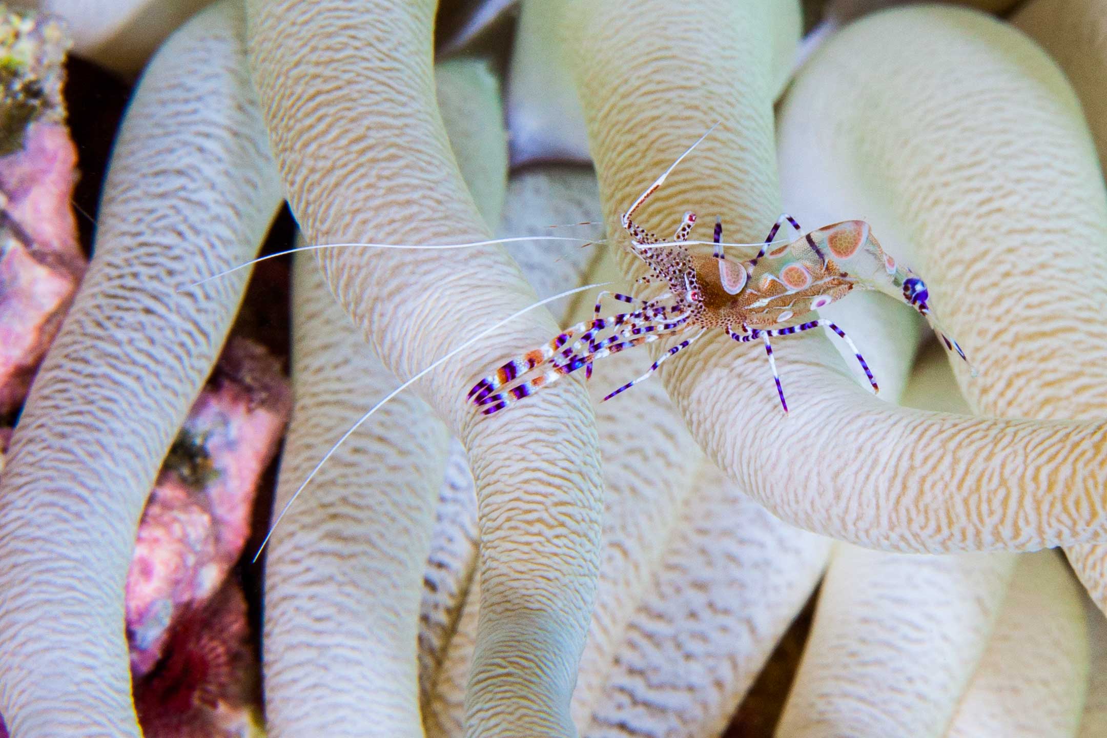 posing shrimp | bonaire