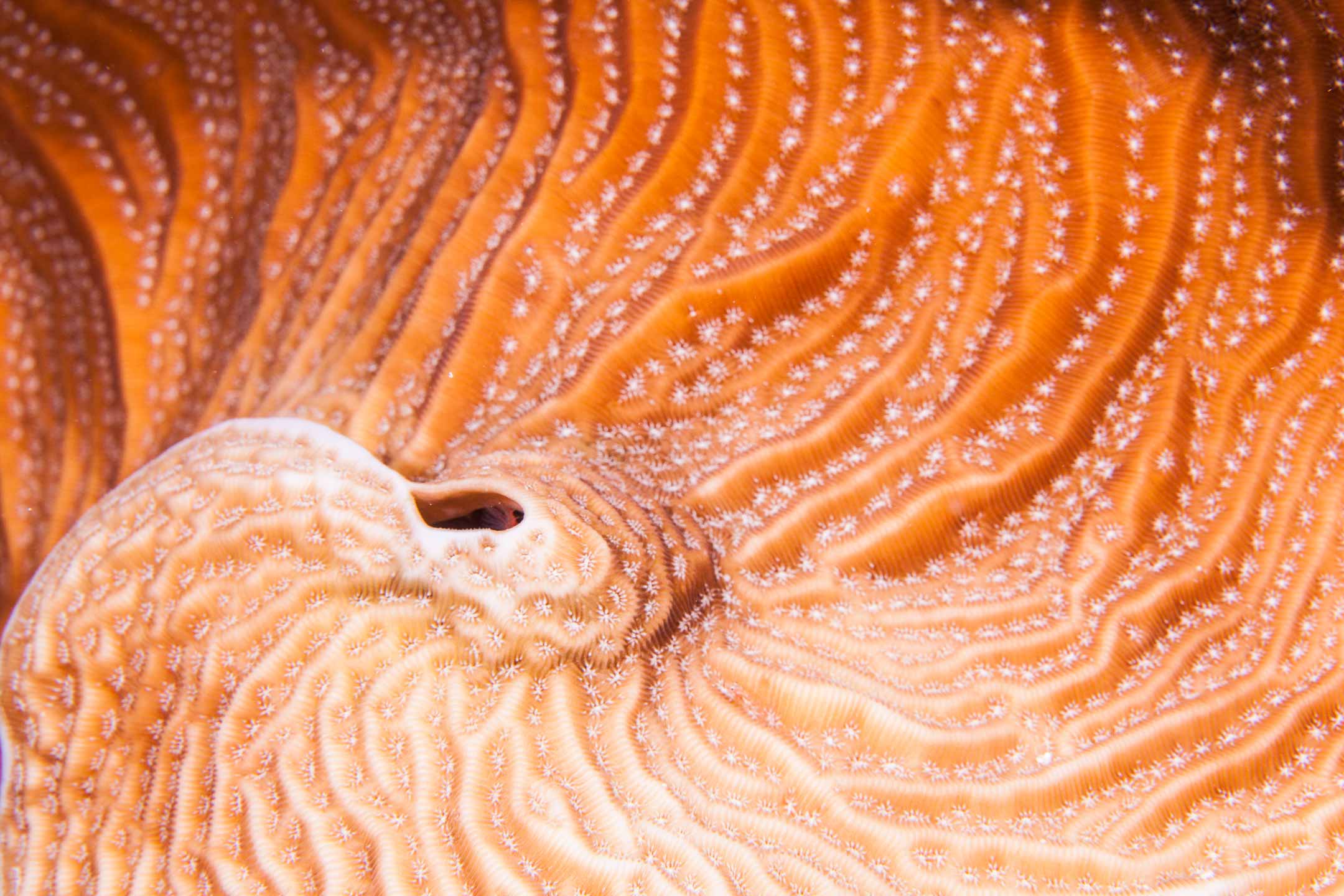 coral structure | bonaire