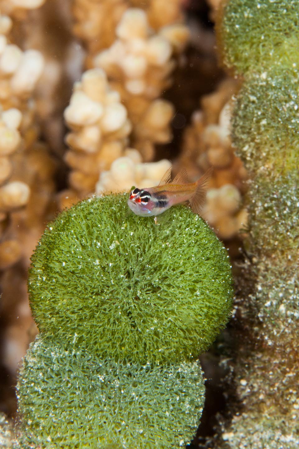 watchful blenny | north male