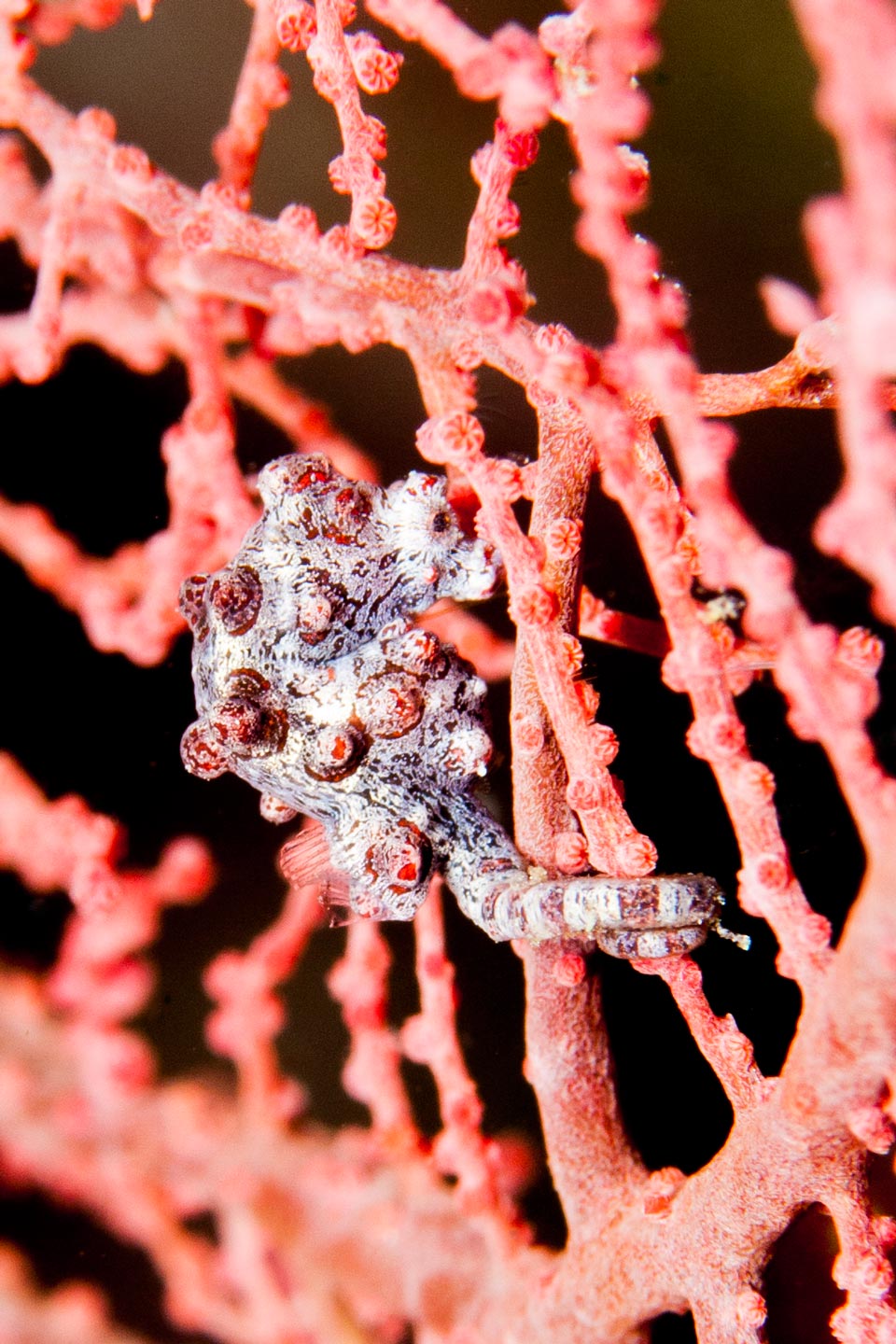 pregnant pygmy | raja ampat