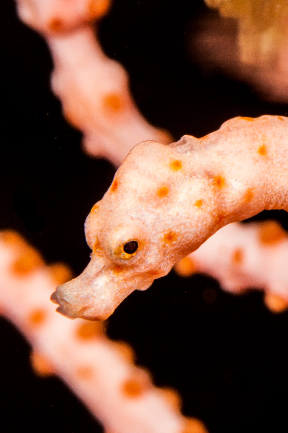 hippocampus denise | raja ampat