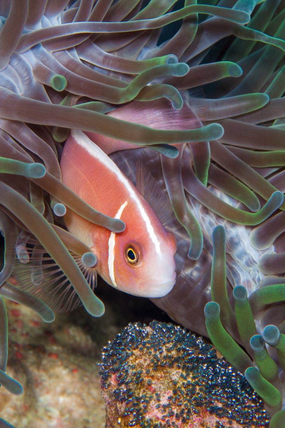 nemo with eggs | raja ampat