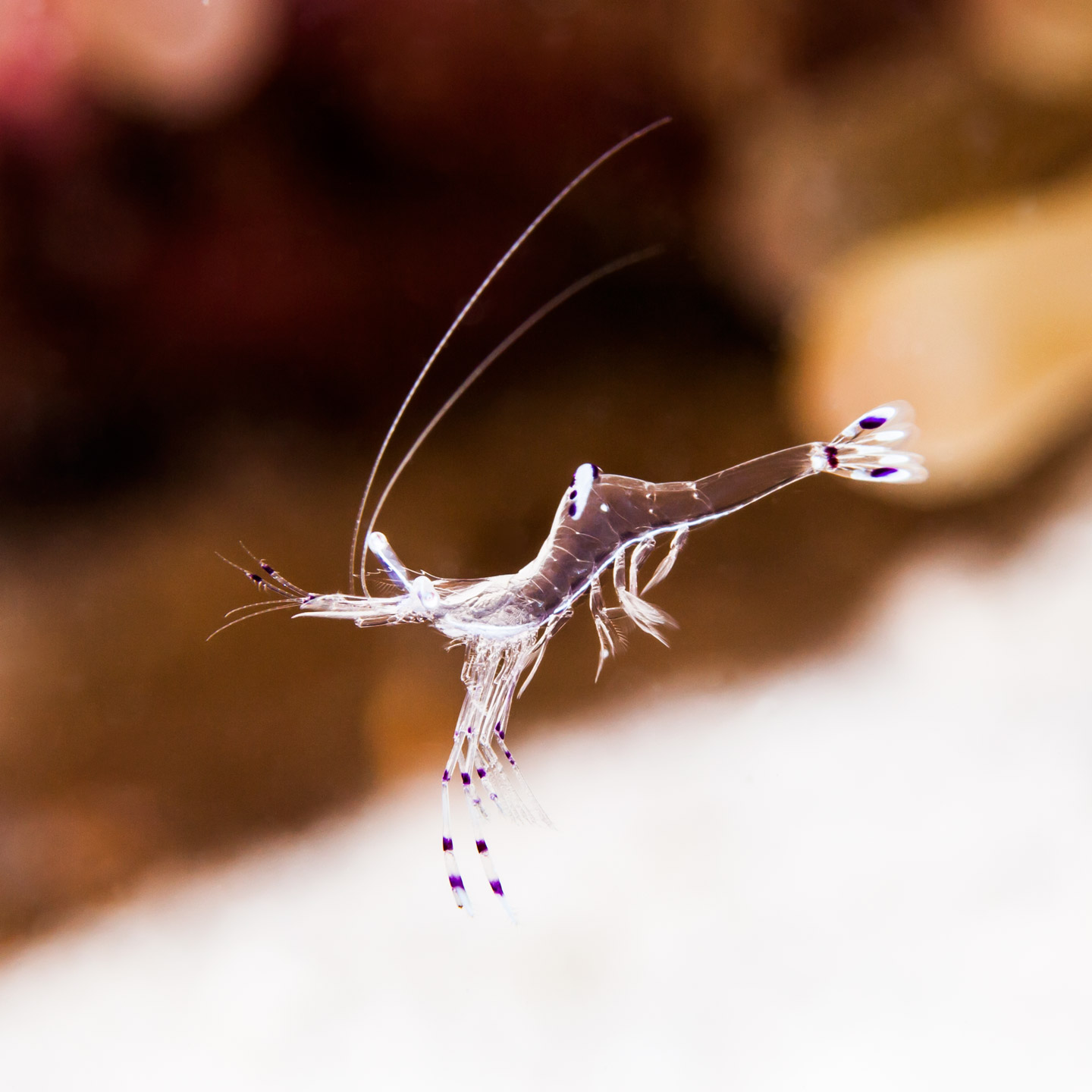 galloping shrimp | red sea