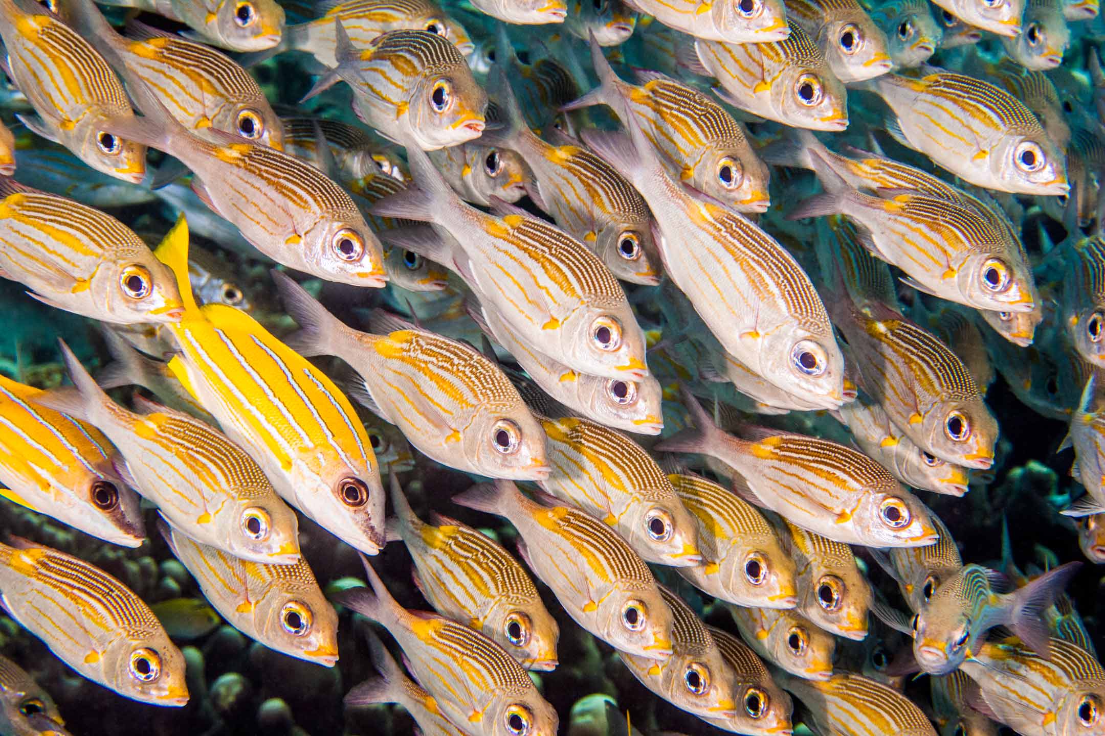 yellow snappers | faafu