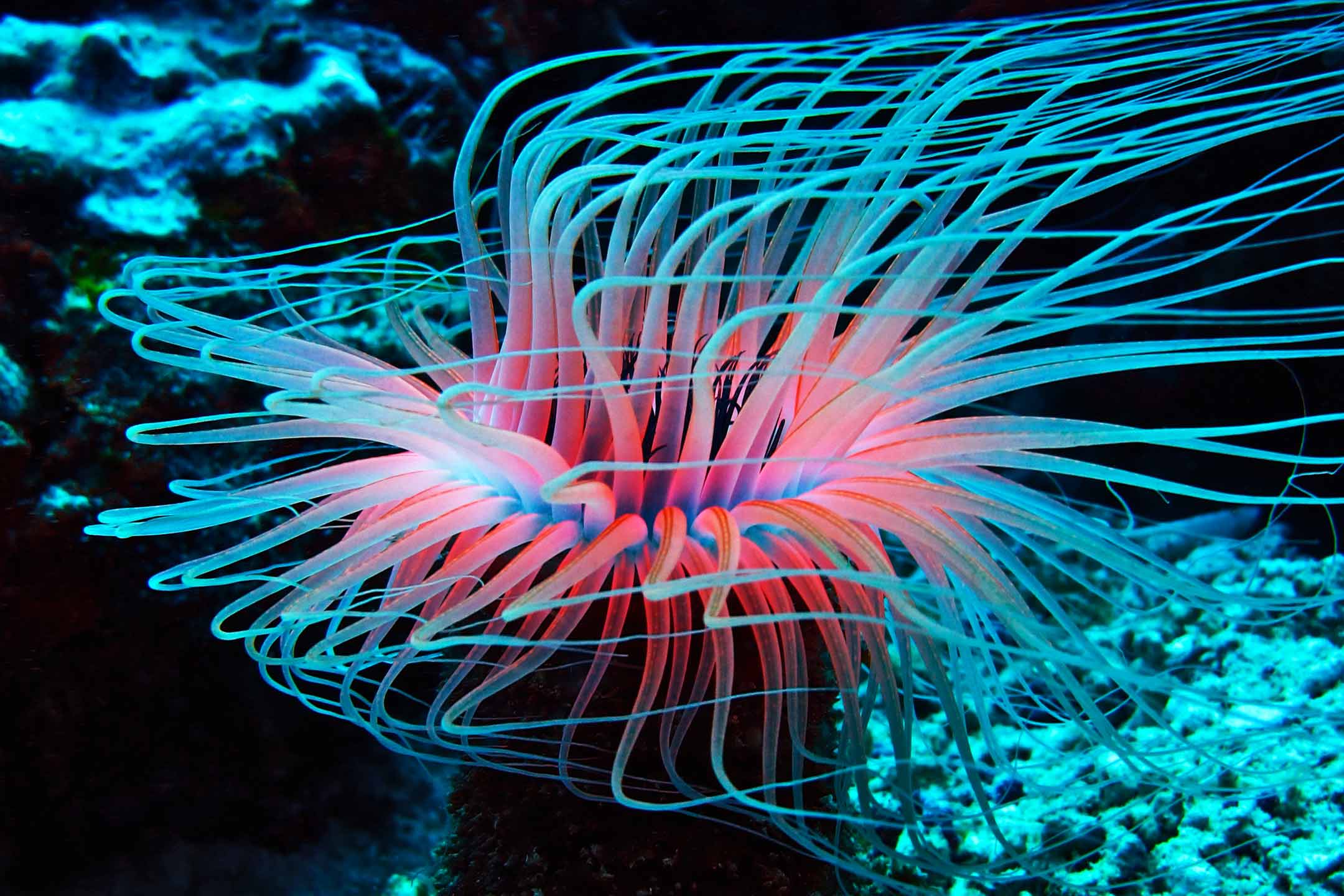 blue tube | philippines